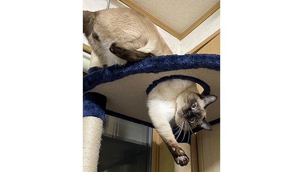 宇都宮市に収容された離乳前の子猫を救いたい!!プロジェクト2022