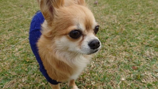 SDGs11 犬・猫と住み続けられるまちづくり 【ワンとニャンと暮らそう!!】