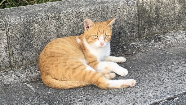 SDGs11 犬・猫と住み続けられるまちづくり 【ワンとニャンと暮らそう!!】