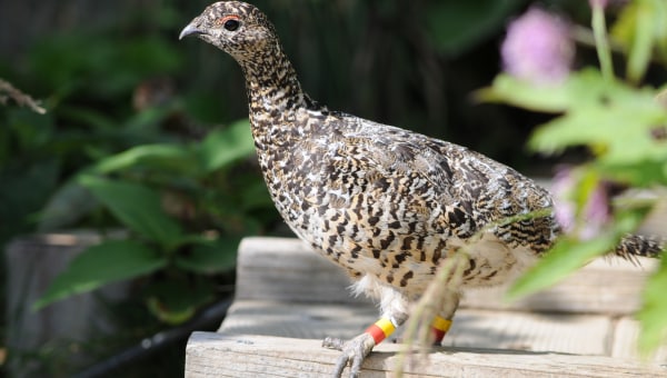 日本最北限、最小の個体群「火打山のライチョウ」を救いたい!