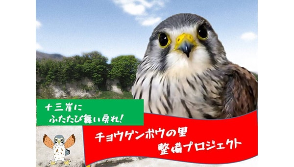 十三崖にふたたび舞い戻れ!チョウゲンボウの里整備プロジェクト