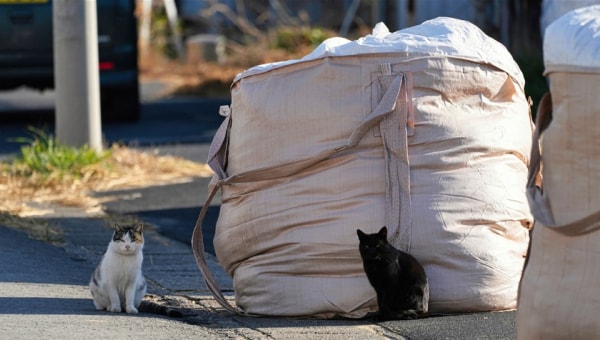 KASAMATSU RESCUED CATS 笠松競馬場のネコを助けて!!