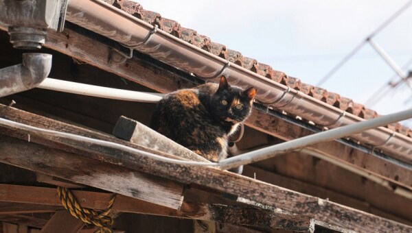 KASAMATSU RESCUED CATS 笠松競馬場のネコを助けて!!