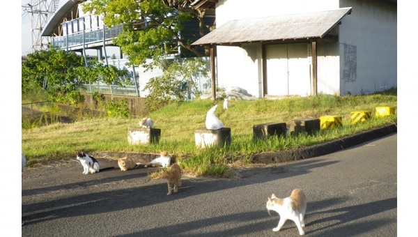KASAMATSU RESCUED CATS 笠松競馬場のネコを助けて!!