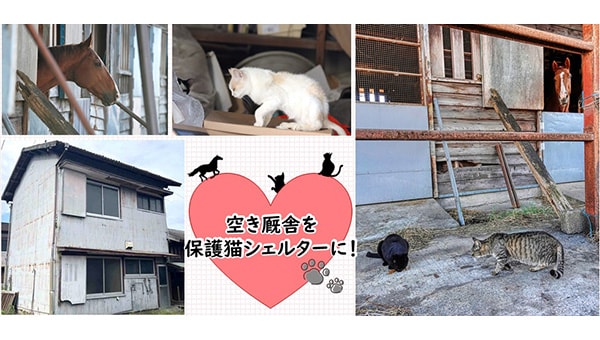 KASAMATSU RESCUED CATS 笠松競馬場のネコを助けて!!