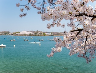 三好公園桜再生プロジェクト