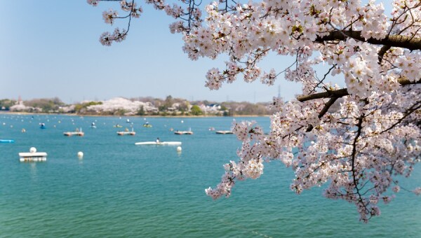 三好公園桜再生プロジェクト