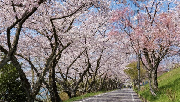 三好公園桜再生プロジェクト