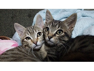 猫達を救うために!三豊市愛され猫育成プロジェク…