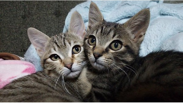 猫達を救うために!三豊市愛され猫育成プロジェクト2023