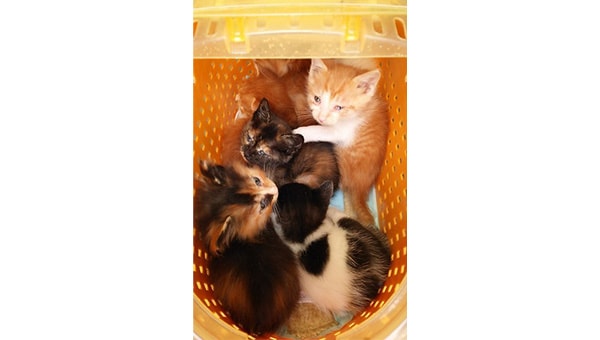 猫達を救うために!三豊市愛され猫育成プロジェクト2023