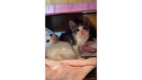 猫達を救うために!三豊市愛され猫育成プロジェクト2023