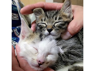 子猫の致死処分を減らす異次元の対策～猫の不妊・…