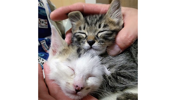 子猫の致死処分を減らす異次元の対策～猫の不妊・去勢手術支援等～
