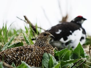 日本最北限「火打山のライチョウ」を、絶滅から救…