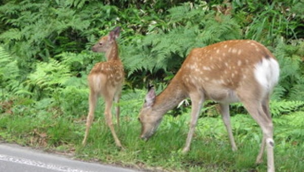 【第7弾】里山を保全し野生動物の命を守る~未来のためにいま私たちにできること~
