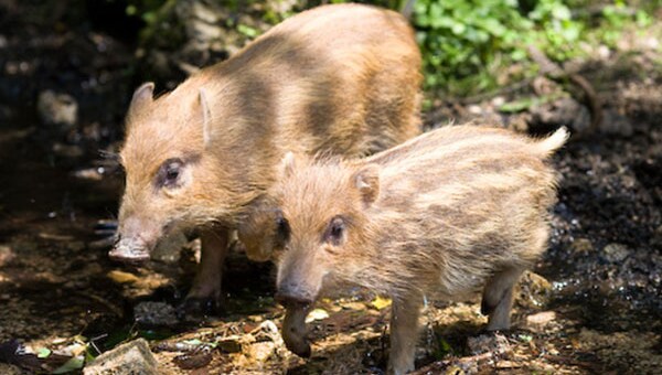 【第7弾】里山を保全し野生動物の命を守る~未来のためにいま私たちにできること~