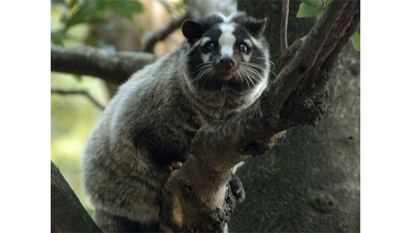 【第7弾】里山を保全し野生動物の命を守る~未来のためにいま私たちにできること~