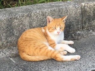 SDGs11　犬・猫と住み続けられるまちづくり　【わ…