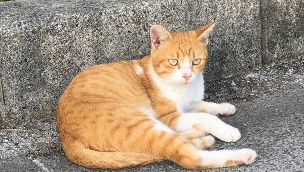 SDGs11 犬・猫と住み続けられるまちづくり 【わんとにゃんと共に!】