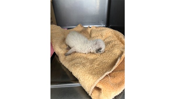 宇都宮市に収容された離乳前の子猫を救いたい!!プロジェクト2023