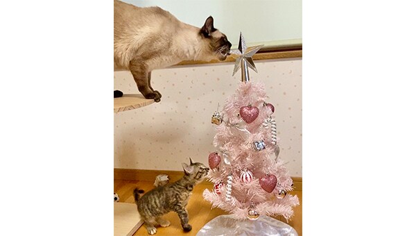 宇都宮市に収容された離乳前の子猫を救いたい!!プロジェクト2023