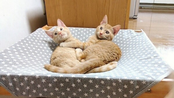 みんなの力で"人"と"猫"が共に暮らせる社会を~TNR活動で不幸な猫をなくそう~