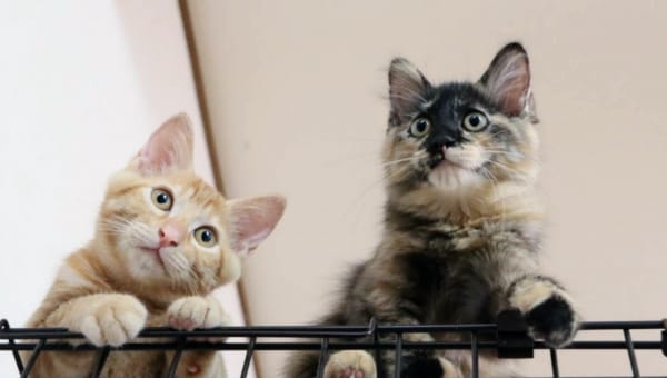 みんなの力で"人"と"猫"が共に暮らせる社会を~TNR活動で不幸な猫をなくそう~