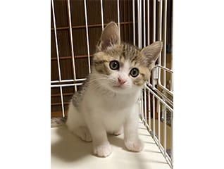 みんなの力で"人"と"猫"が共に暮らせる社会を～TN…