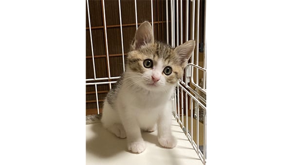 みんなの力で"人"と"猫"が共に暮らせる社会を~TNR活動で不幸な猫をなくそう~