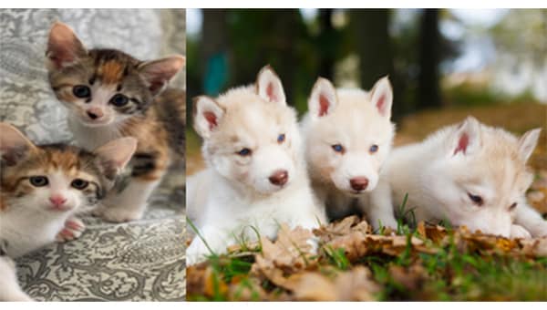 犬・猫の殺処分ゼロの維持・小さな命と向かい合う　やさしいまちづくりプロジェクト