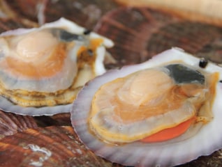 風評被害に負けない!ホタテの養殖業基盤づくりに…