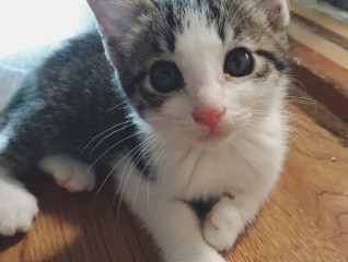 猫殺処分みんなの力で5年でゼロに大作戦