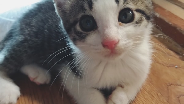 猫殺処分みんなの力で5年でゼロに大作戦