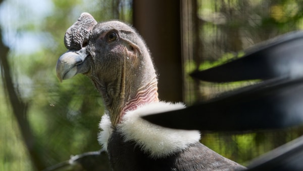 飯田市立動物園70周年　どうぶつも人も心地よくプロジェクト