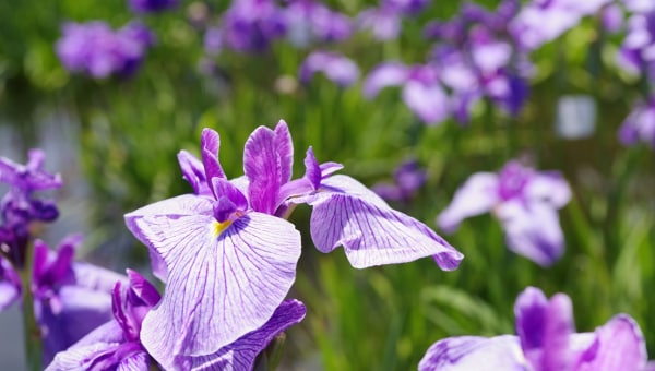 新たな緑花イベントで、葛飾にいっぱいの花を咲かせよう!