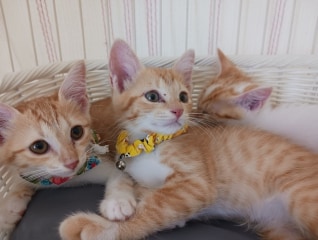 猫達を救うために!三豊市愛され猫育成プロジェク…