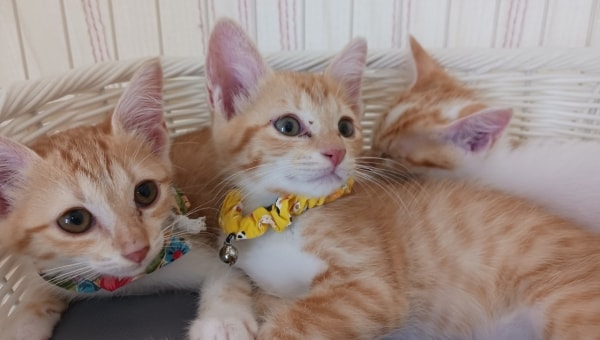 猫達を救うために!三豊市愛され猫育成プロジェクト2024