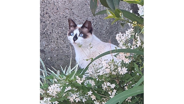 猫達を救うために!三豊市愛され猫育成プロジェクト2024