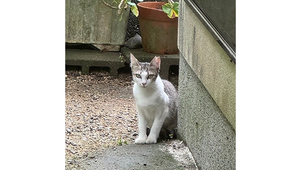 猫達を救うために!三豊市愛され猫育成プロジェクト2024