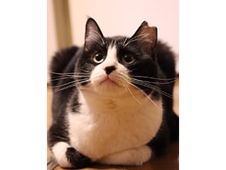 不幸な猫をなくすTNR活動を推進～"人"と"猫"が優…