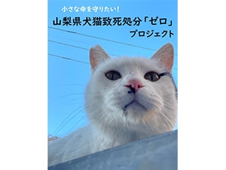 小さな命を守りたい! 山梨県犬猫致死処分「ゼロ」…