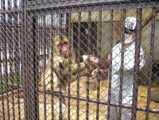 役場庁舎の隣にある、町の小さな動物園をリニュー…