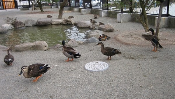 役場庁舎の隣にある、町の小さな動物園をリニューアルします。