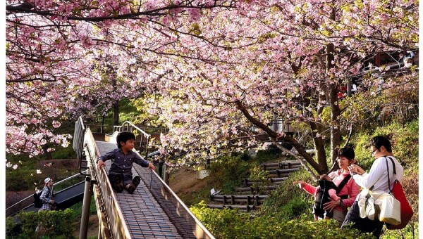桜咲く公園を走るミニSL復活プロジェクト!