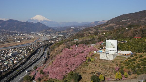 桜咲く公園を走るミニSL復活プロジェクト!