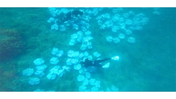 若狭の海の「青さ」を未来の子供たちに! 地元漁師と海産資源の活用と保全プロジェクト