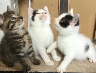 人と猫が共生する優しい我孫子市へ。地域猫の不妊…