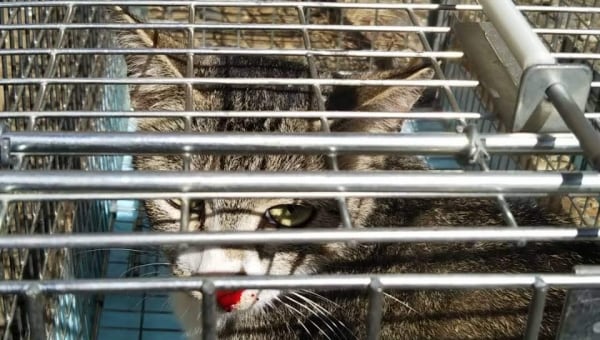 人と猫が共生する優しい我孫子市へ。地域猫の不妊・去勢手術支援プロジェクト