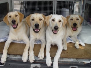 盲導犬の訓練用車両入替にご支援お願いします!